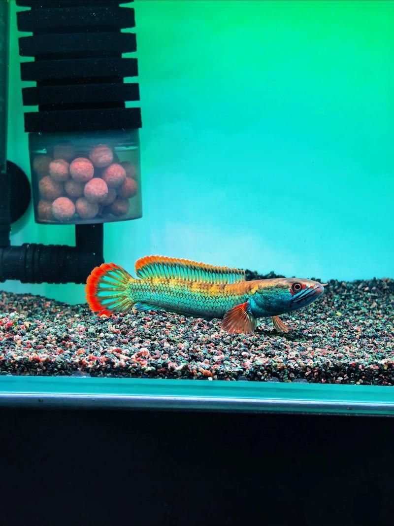 能否提供雷龍魚鰭充血的圖片示例，如何判斷雷龍魚是否充血