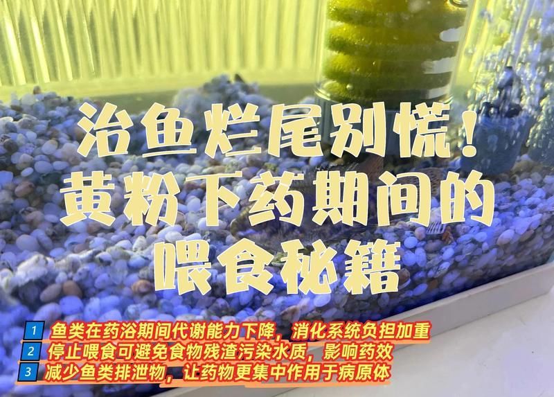 魚爛尾治療期間需要停食嗎，如何判斷魚是否爛尾？ 魚爛尾治療期間需要停食嗎，如何判斷魚是否爛尾？ 龍魚百科 第2張
