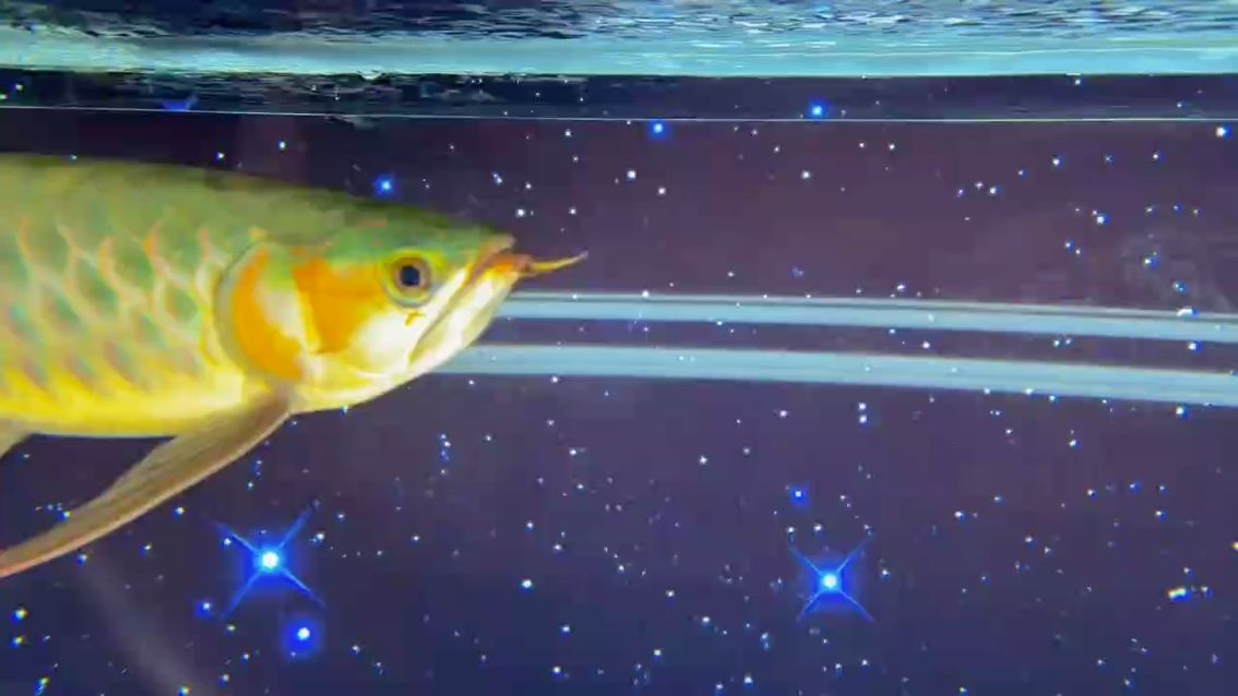 養魚提供的情緒價值，養魚不僅是一種娛樂方式，更是一種娛樂方式