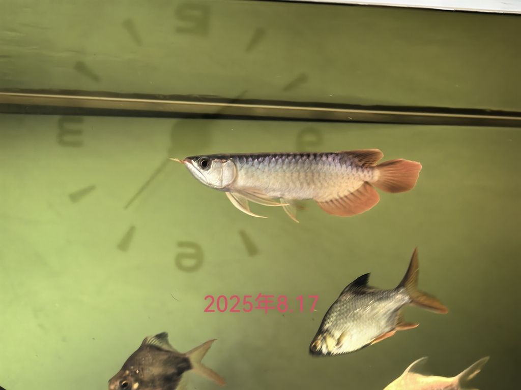 25年8月17號-26年1魚17號，25年8月17號-26年1魚17號北京老寧評論
