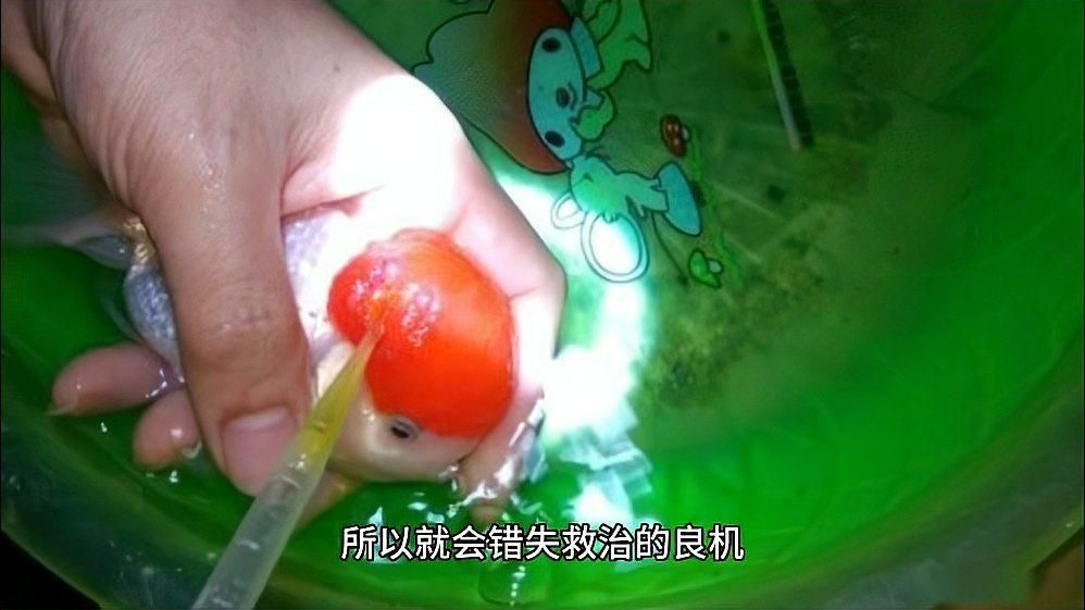 如何判斷金魚是否即將死亡，金魚臨終前的6個征兆