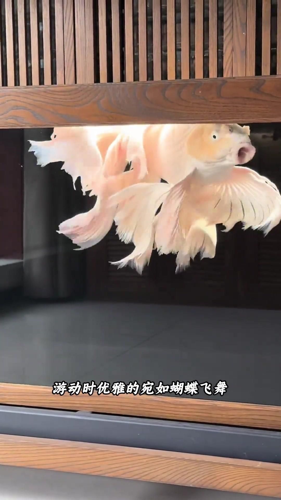 觀賞魚(yú)市場(chǎng)有哪些常見(jiàn)品種，觀賞魚(yú)市場(chǎng)常見(jiàn)的觀賞魚(yú)市場(chǎng)常見(jiàn)品種分為三大品種 觀賞魚(yú)市場(chǎng)有哪些常見(jiàn)品種，觀賞魚(yú)市場(chǎng)常見(jiàn)的觀賞魚(yú)市場(chǎng)常見(jiàn)品種分為三大品種 龍魚(yú)百科 第2張