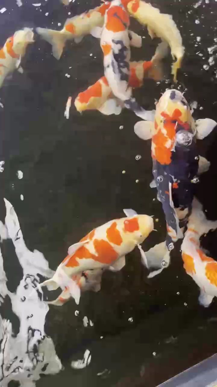 錦鯉，錦鯉養成記