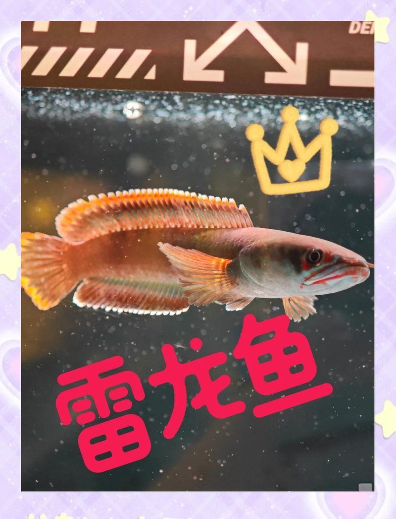 雷龍魚和黑魚哪個更有趣，雷龍魚和黑魚各有千秋