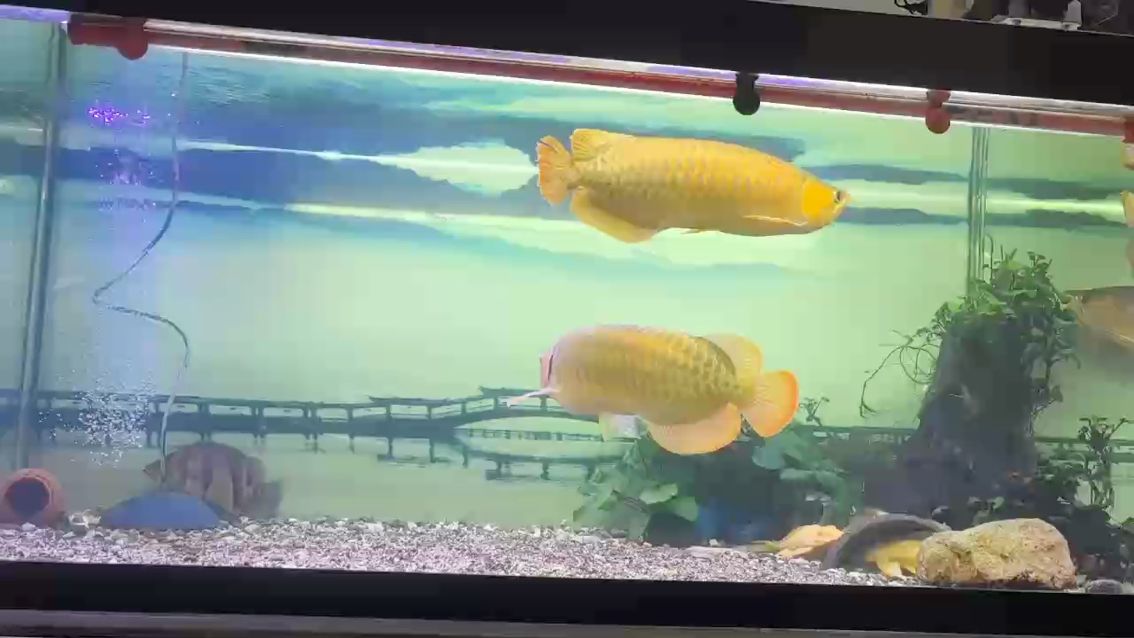 豬來的，今天喂了一斤多。，小伙給豬喂了一斤多的食物，被養魚耽誤的建筑師評論：太厲害了