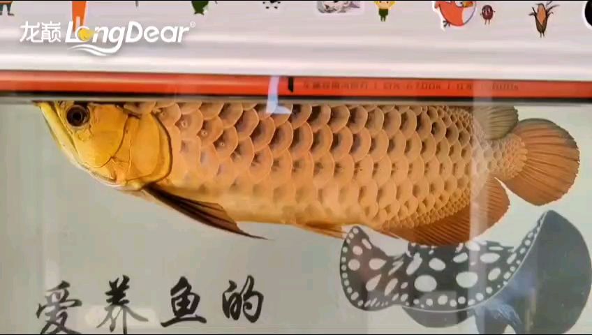 轉發976，轉發976本研究聚焦于“轉發976”現象
