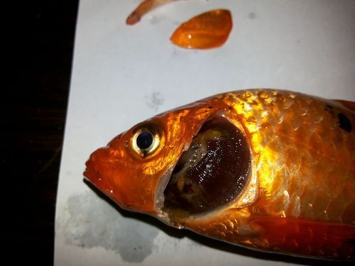 魚鰓腐爛早期圖片，如何判斷魚鰓腐爛
