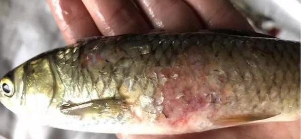 魚鰓腐爛早期圖片，如何判斷魚鰓腐爛