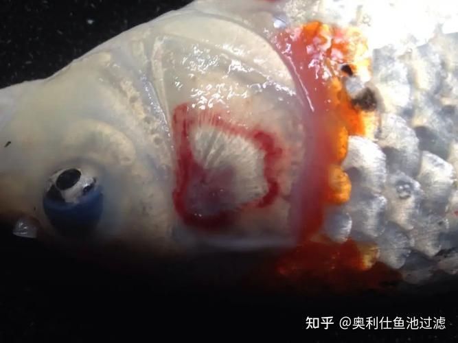 魚鰓腐爛早期圖片，如何判斷魚鰓腐爛