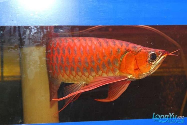 如何判斷BTL紅龍魚的品質，btl紅龍魚的品質可以從以下幾個方面進行進行：