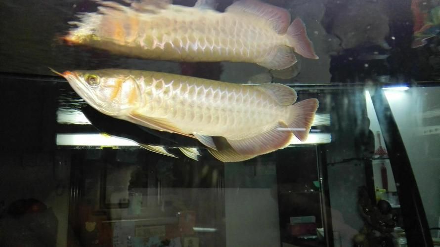 福田龍魚有哪些著名的飼養者？，國內知名龍魚養殖場名單