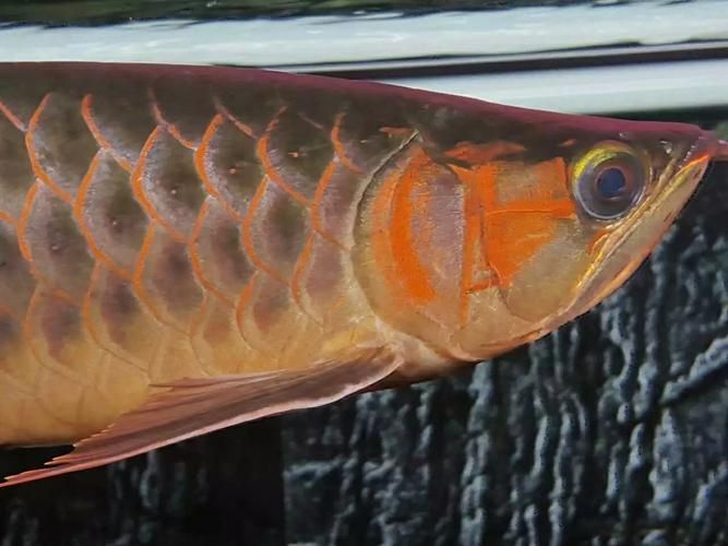 福田龍魚有哪些著名的飼養者？，國內知名龍魚養殖場名單