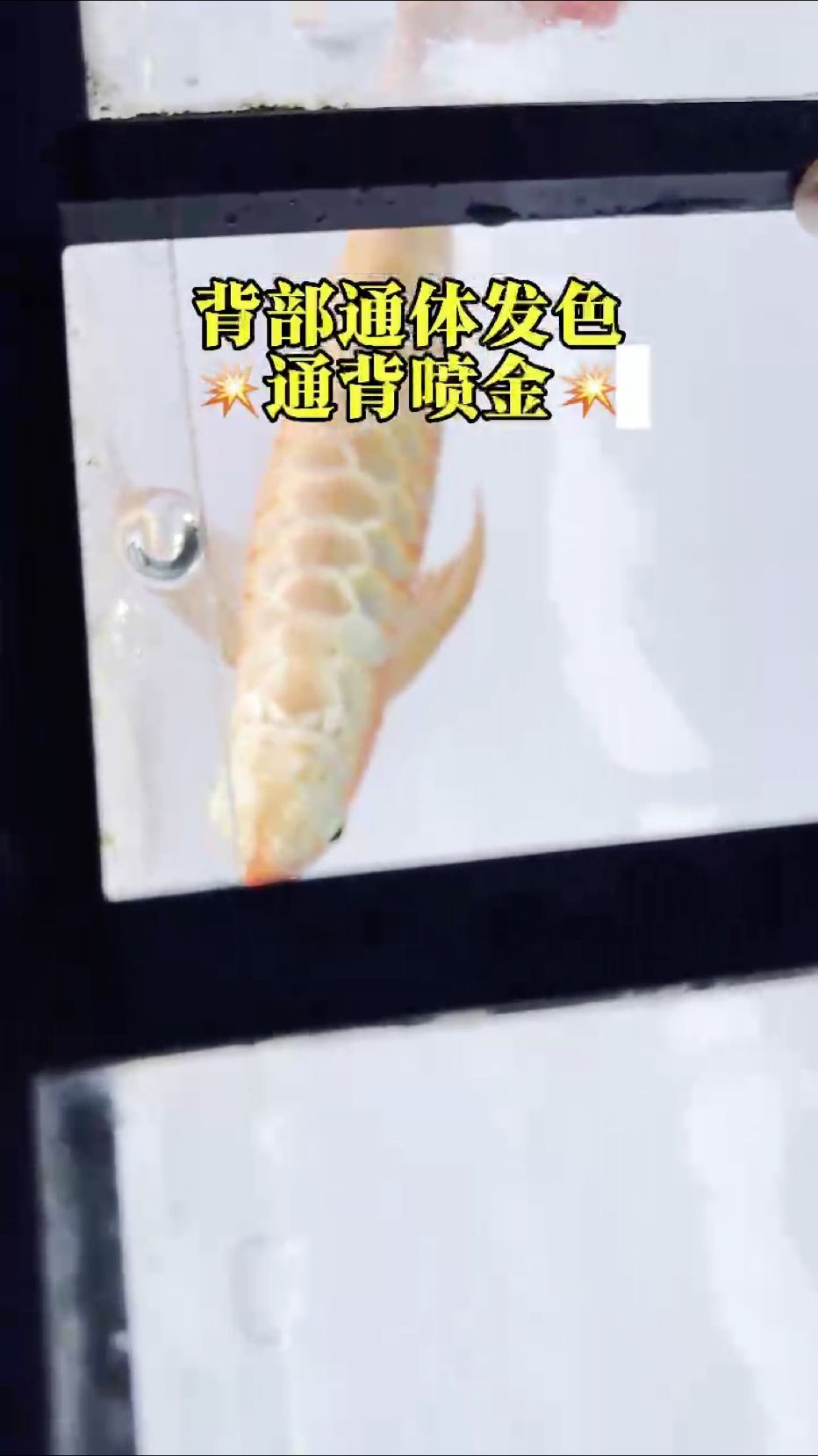 在背部發色，且通體噴金的紅龍魚面前，滿腮滿片和白玉鋼板都變得沒那么奪目了??????
#萬隆天王紅龍 #紅龍魚 #龍魚 #觀賞魚 #養魚日記，萬隆天王紅龍魚