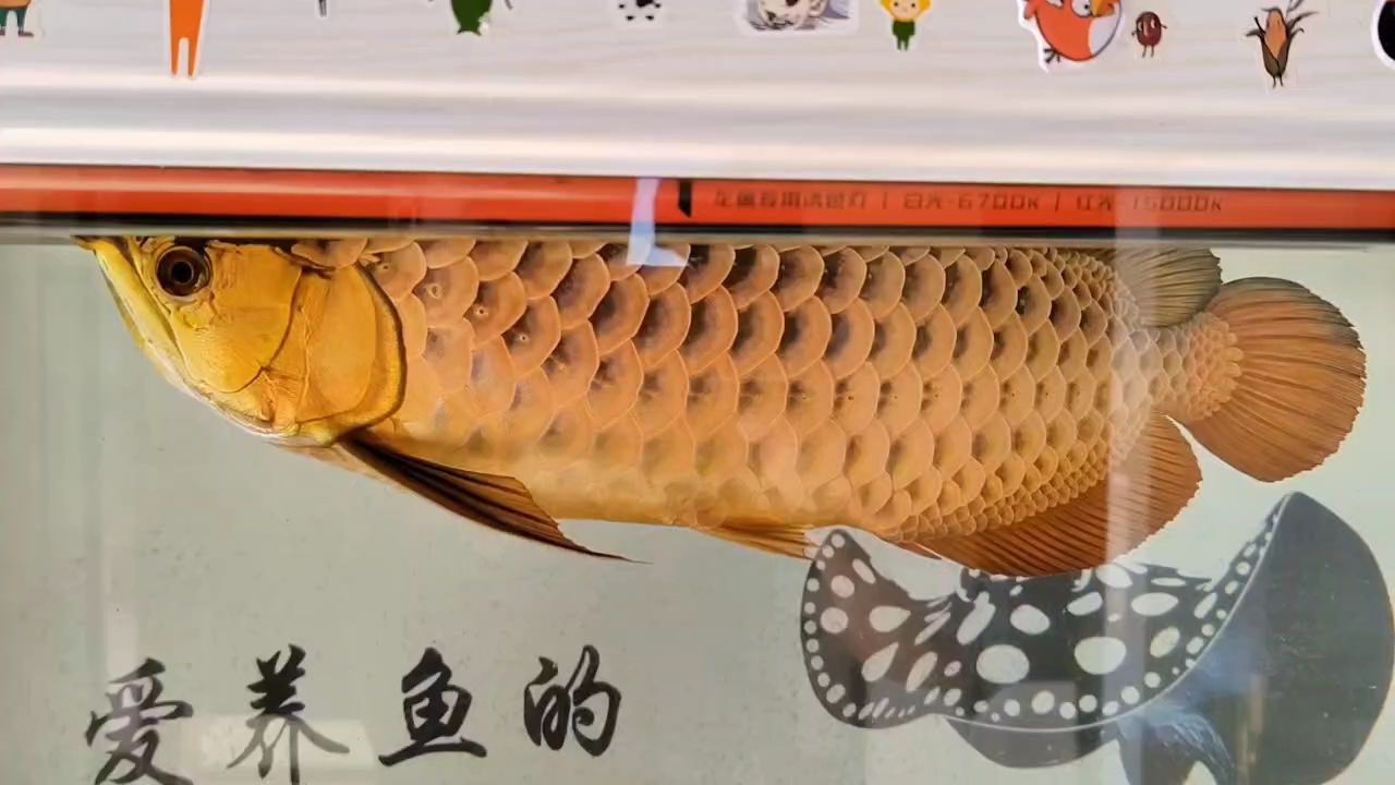 陽光才是最好的誘色燈，陽光才是最好的誘色燈，小伙不帥_人見人愛評論