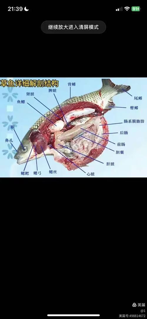 龍魚外傷內臟恢復方法，arxiv論文助手arxiv論文助手arxiv論文助手