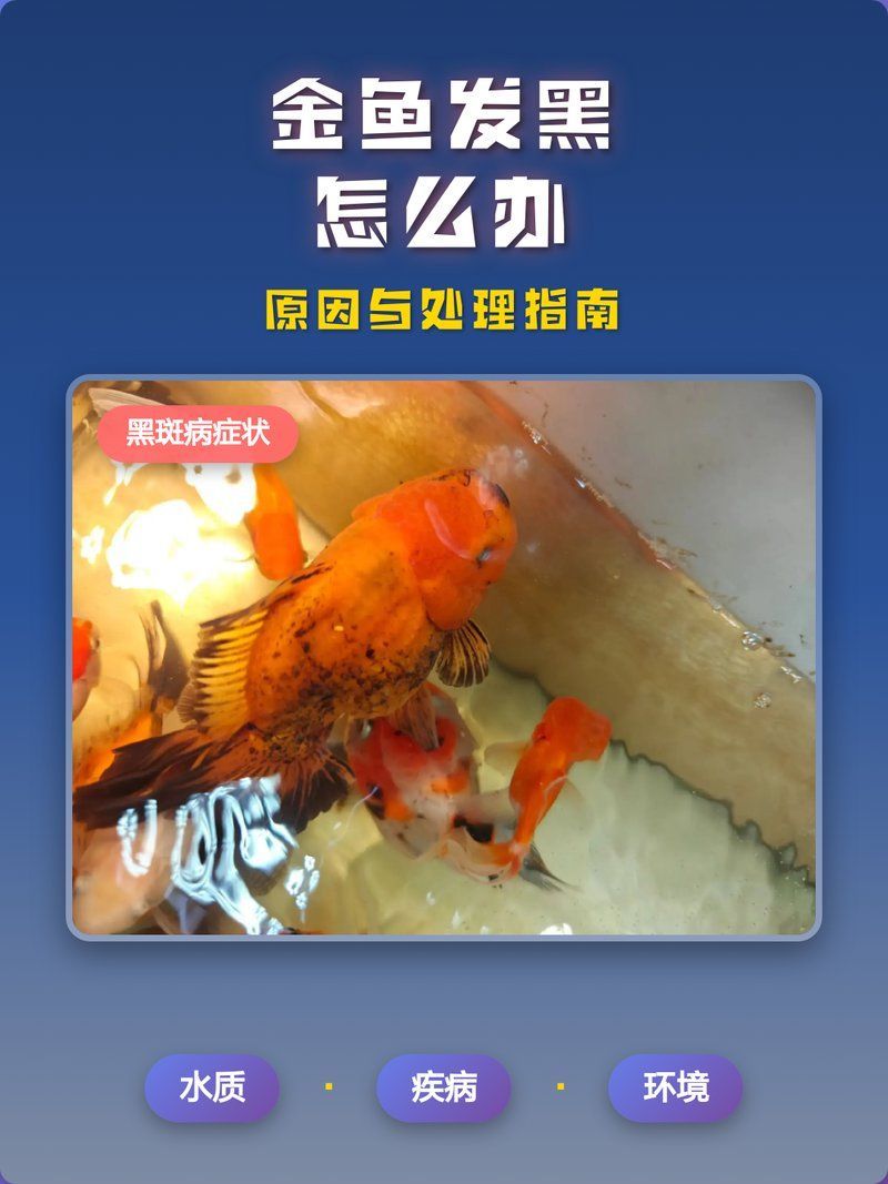 金魚發(fā)黑后如何快速改善，90%金魚發(fā)黑原因與處理方法揭秘
