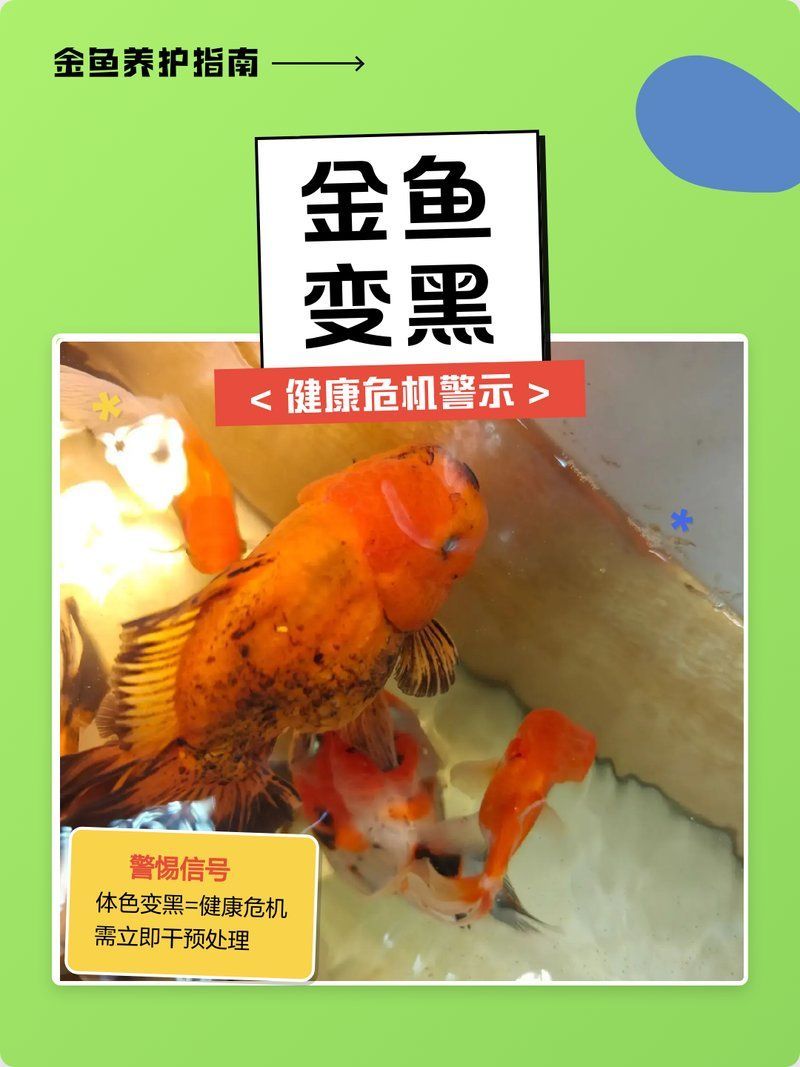 金魚發(fā)黑后如何快速改善，90%金魚發(fā)黑原因與處理方法揭秘