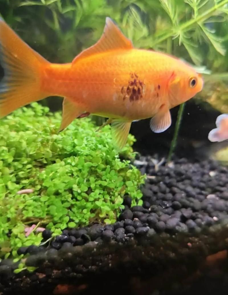 金魚發(fā)黑后如何快速改善，90%金魚發(fā)黑原因與處理方法揭秘