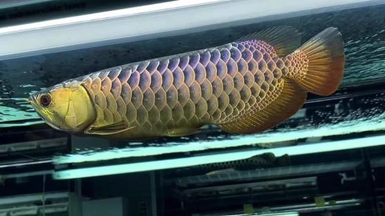 給出幾幅古典過背金龍魚的發色完全圖片，古典過背金龍魚發色需要多長時間 給出幾幅古典過背金龍魚的發色完全圖片，古典過背金龍魚發色需要多長時間 龍魚百科 第16張