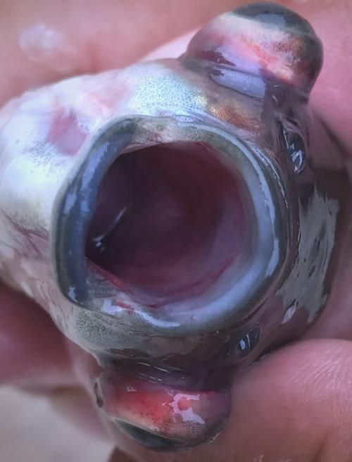 如何判斷魚鰭根部充血的嚴(yán)重程度，如何判斷魚鰭根部充血