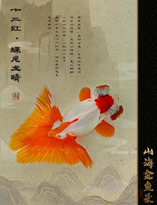 50公分過背金龍魚多久喂一次，50公分過背金龍魚多久喂一次，探討50公分過背金龍魚的喂養頻率