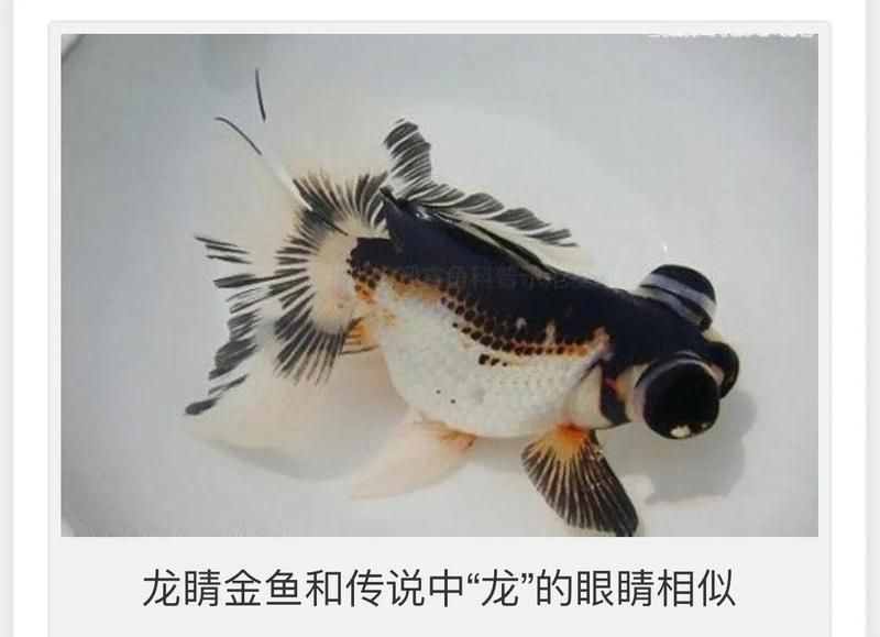 龍睛魚有哪些品種，龍睛魚品種圖鑒
