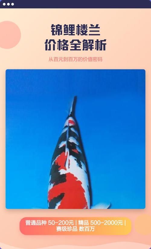 能詳細介紹一下錦鯉樓蘭嗎，“錦鯉樓蘭”融合了解中國傳統文化內涵的文化內涵 能詳細介紹一下錦鯉樓蘭嗎，“錦鯉樓蘭”融合了解中國傳統文化內涵的文化內涵 龍魚百科 第5張