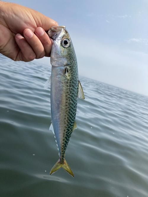 請提供日本十大名魚的詳細圖解，日本十大名魚