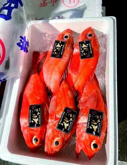 請提供日本十大名魚的詳細圖解，日本十大名魚