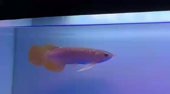更新，大佬們，這是什么標題