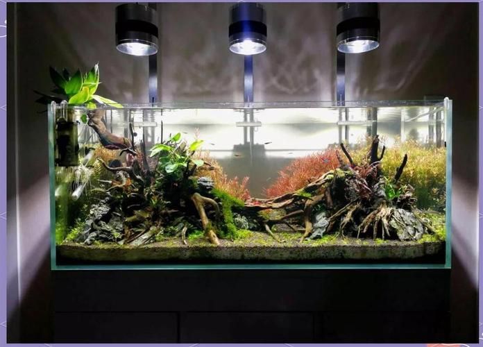 家庭水族箱布置技巧，家庭水族箱布置技巧詳解
