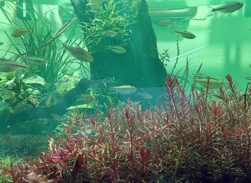 如何建立魚缸檢疫流程，新魚入缸前的檢疫流程全解析 如何建立魚缸檢疫流程，新魚入缸前的檢疫流程全解析 龍魚百科 第1張
