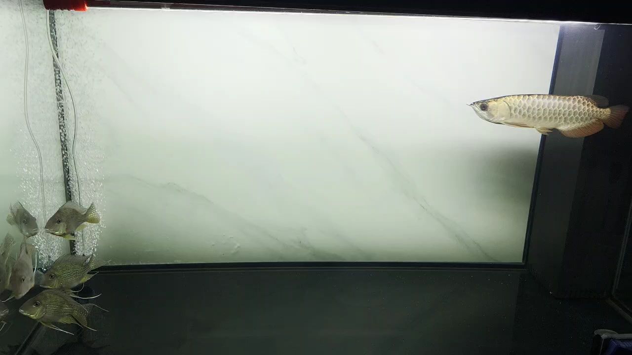 新魚入缸，新手養(yǎng)魚，如何管理新魚