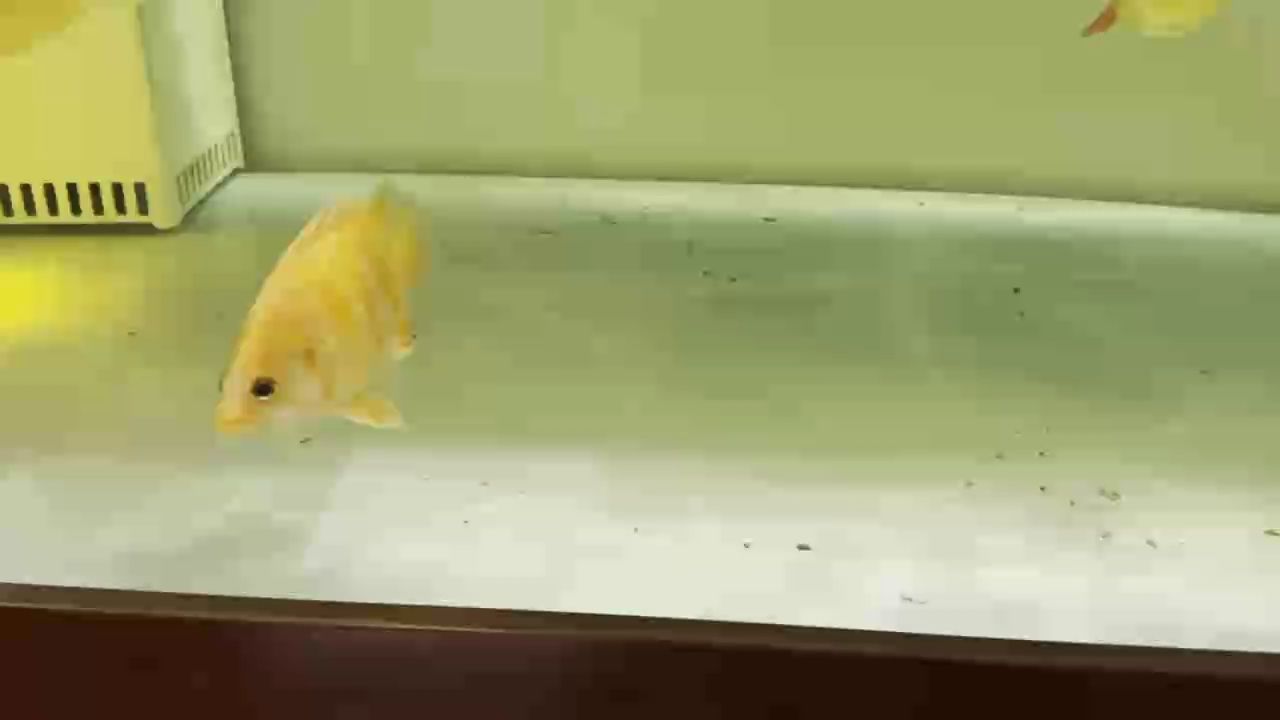 晚上這個燈光兩只變異虎太美了，城市的霓虹燈下出現了兩只異常美麗的變異老虎