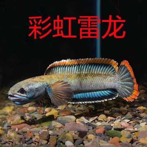 彩虹雷龍魚的價格是多少，彩虹雷龍魚價格波動因素解析