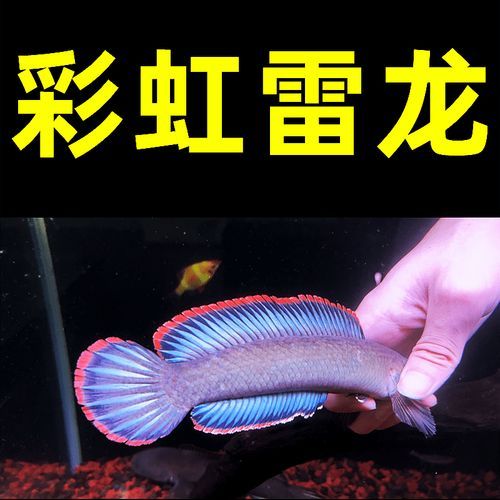 彩虹雷龍魚的價格是多少，彩虹雷龍魚價格波動因素解析