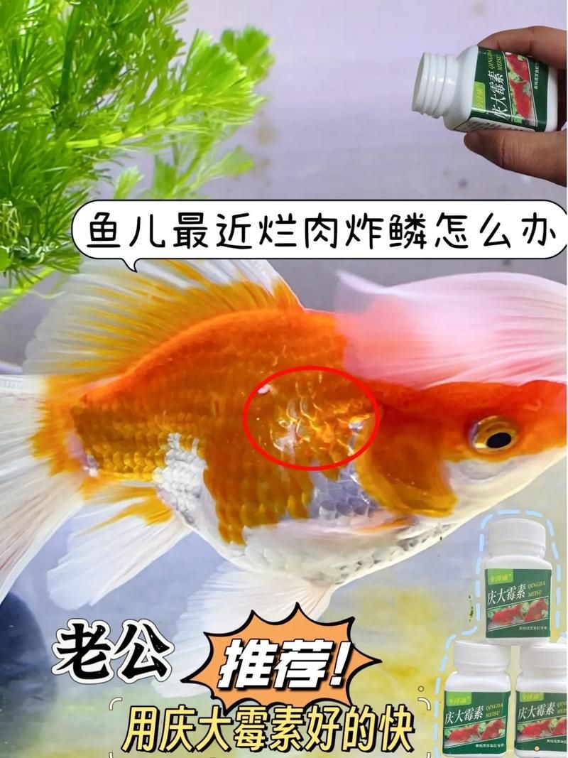 如何判斷魚缸是否細(xì)菌感染，———科學(xué)診斷魚缸細(xì)菌感染指南