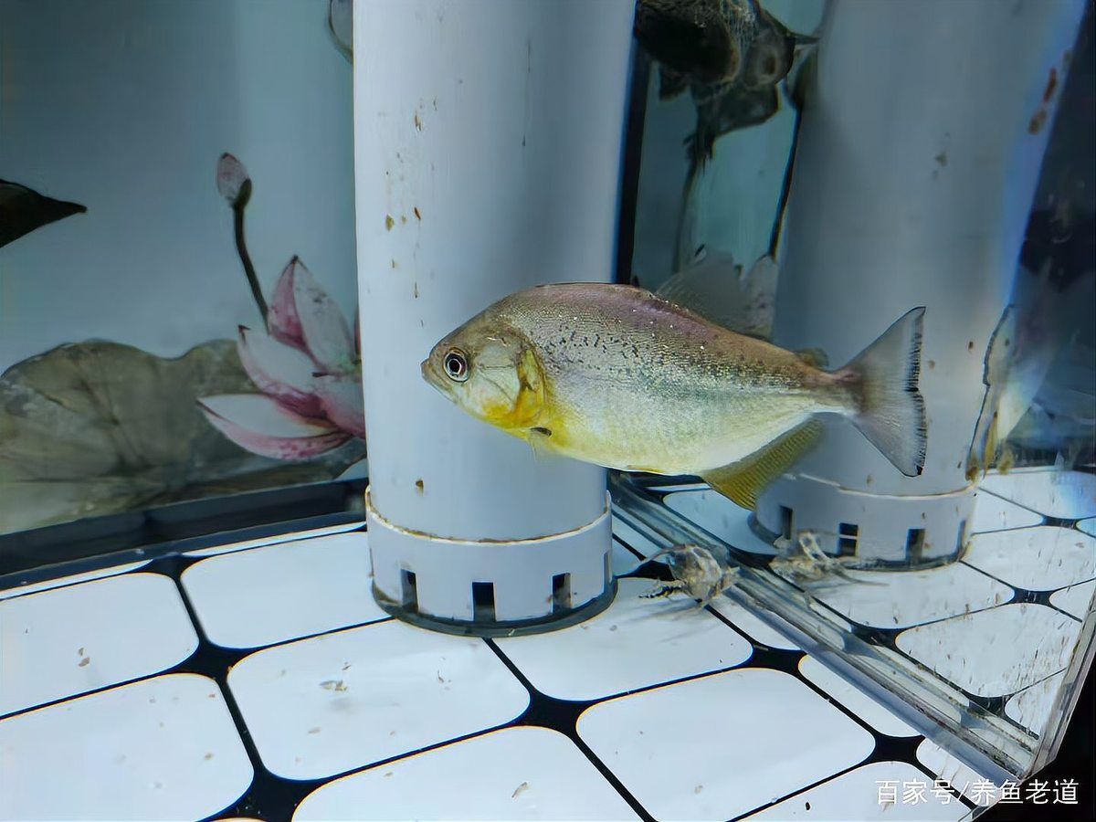 如何判斷魚缸是否細菌感染，———科學診斷魚缸細菌感染指南