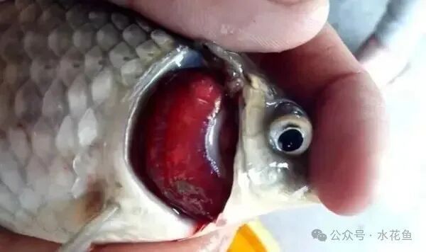 如何判斷魚缸是否細菌感染，———科學診斷魚缸細菌感染指南