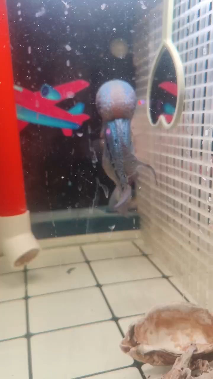 羅漢魚大肚子，這肚子怎么能減下來，感覺就是吃不夠