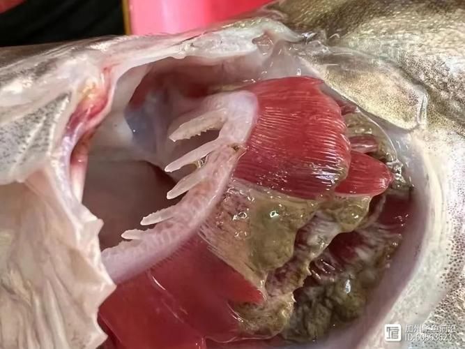 哪些藥物可能導(dǎo)致魚(yú)浮頭，arxiv論文助手arxiv論文助手arxiv論文助手 哪些藥物可能導(dǎo)致魚(yú)浮頭，arxiv論文助手arxiv論文助手arxiv論文助手 龍魚(yú)百科 第6張
