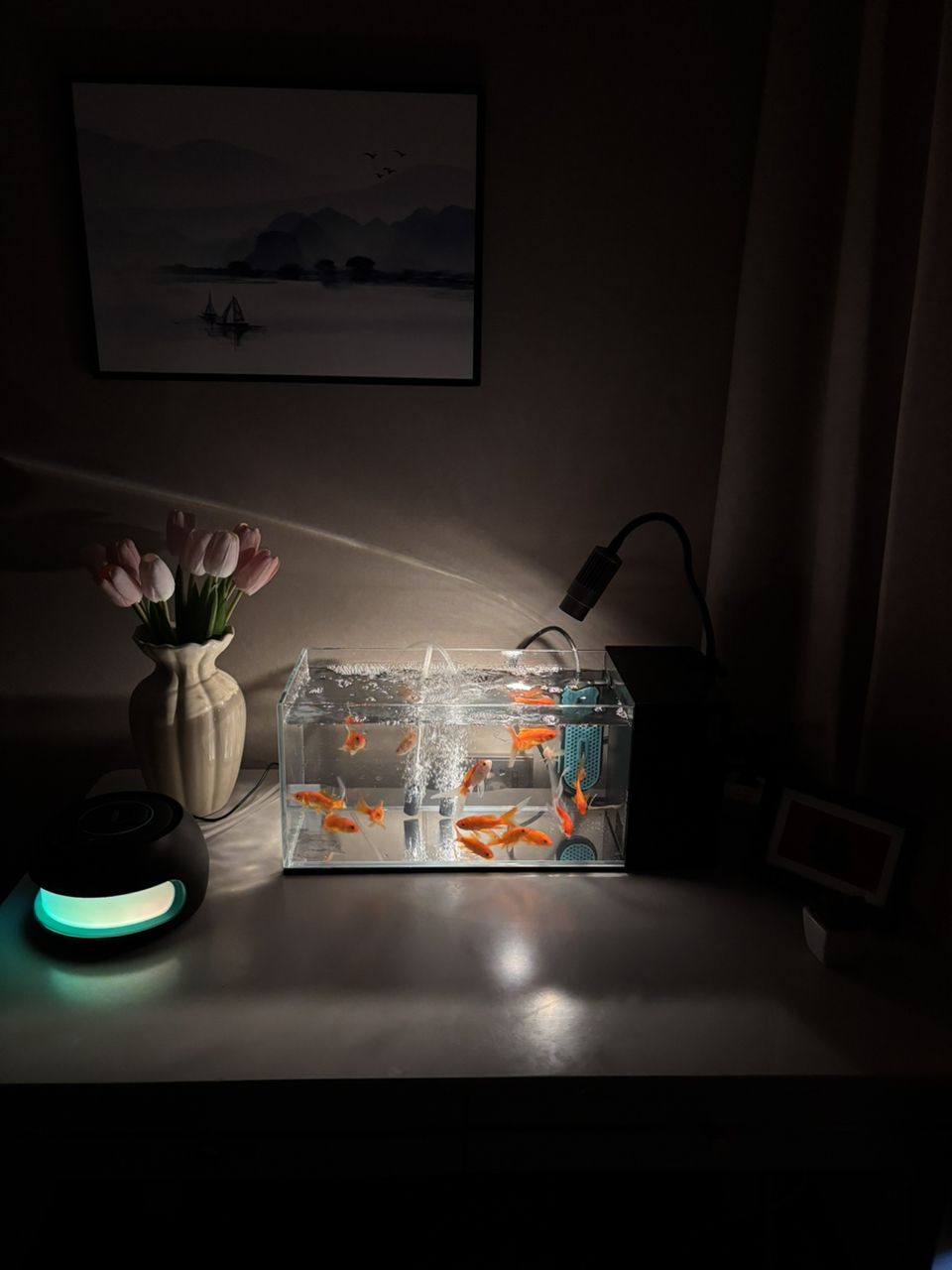 今日魚缸記錄分享，今日魚缸記錄分享，在今天的魚缸觀察中發(fā)現(xiàn)一些有趣的現(xiàn)象