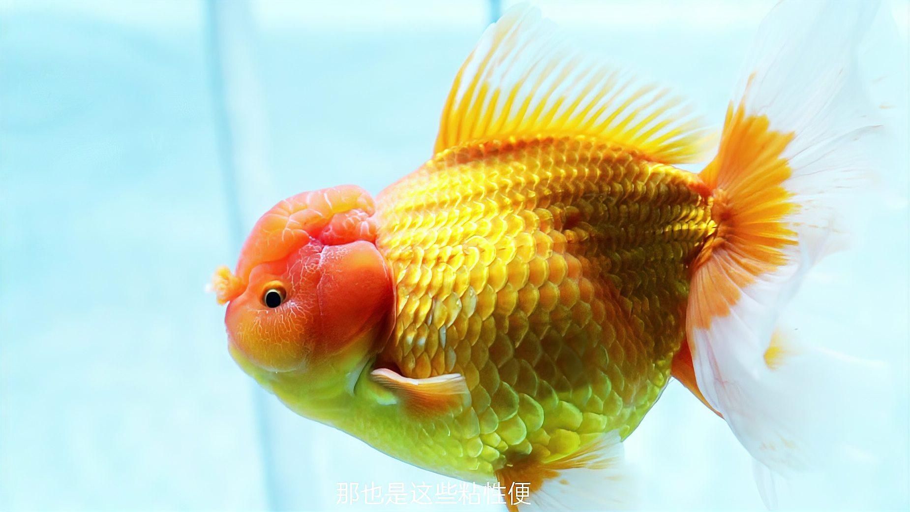 如何判斷魚是否過度喂食，判斷魚是否過度喂食是否過度喂食的詳細方法和科學依據