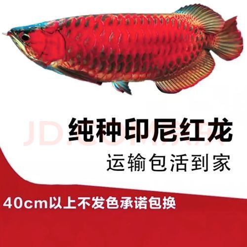 辣椒紅龍魚一般多少錢，辣椒紅龍魚價格