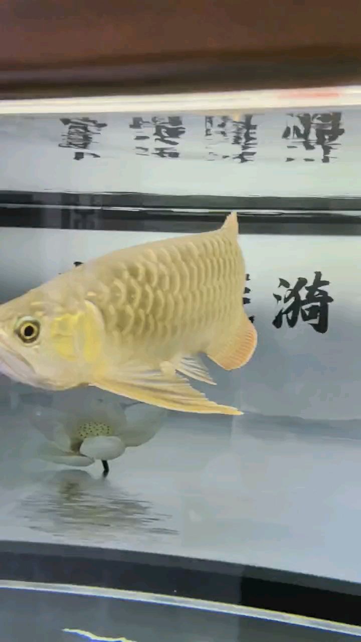 堅持愛好，堅持愛好對于個人發(fā)展的重要性