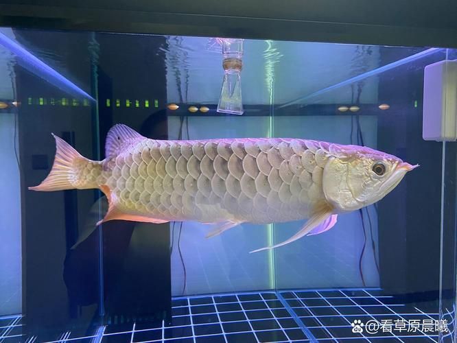 海興龍魚的市場價格是多少？，海興龍魚市場價格是多少海興龍魚的市場價格是多少