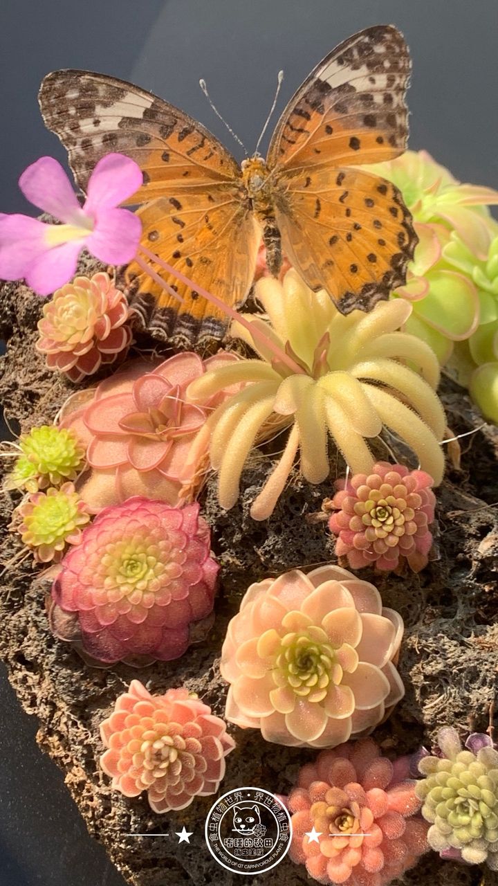 蝴蝶與堇，蝴蝶與堇之間的互動 蝴蝶與堇，蝴蝶與堇之間的互動 龍魚論壇 第1張