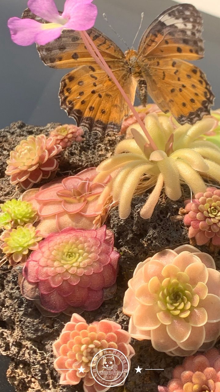 蝴蝶與堇，蝴蝶與堇之間的互動 蝴蝶與堇，蝴蝶與堇之間的互動 龍魚論壇 第2張