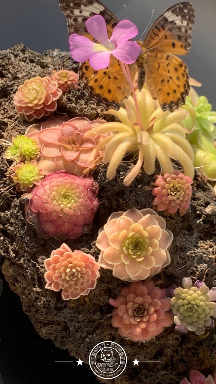 蝴蝶與堇，蝴蝶與堇之間的互動 蝴蝶與堇，蝴蝶與堇之間的互動 龍魚論壇 第3張