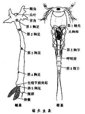如何預防龍魚外寄生蟲復發，龍魚外寄生蟲復發調用工具arxiv論文助手、寄生蟲復發